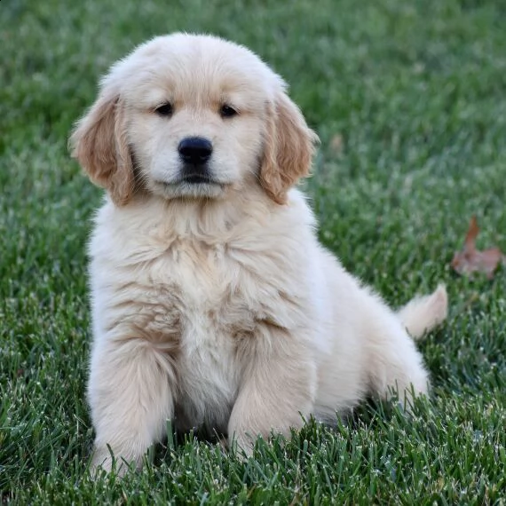 regarlo golden retriever cuccioli