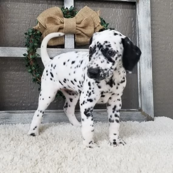 regarlo dalmata cuccioli