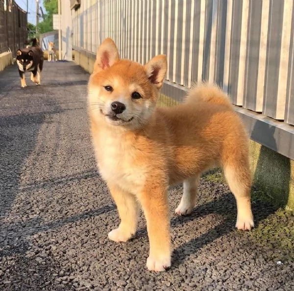 regalo cuccioli shiba inu