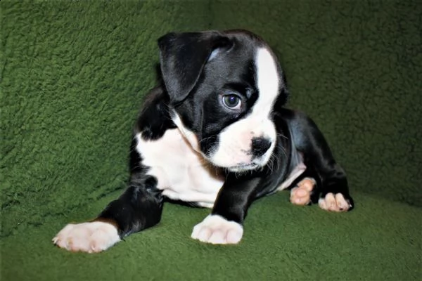 cuccioli sani per case amorevoli | Foto 0