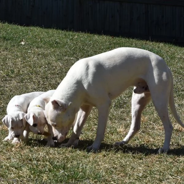 dogo argentino cuccioli sani per case amorevoli