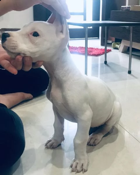 dogo argentino cuccioli sani per case amorevoli | Foto 0