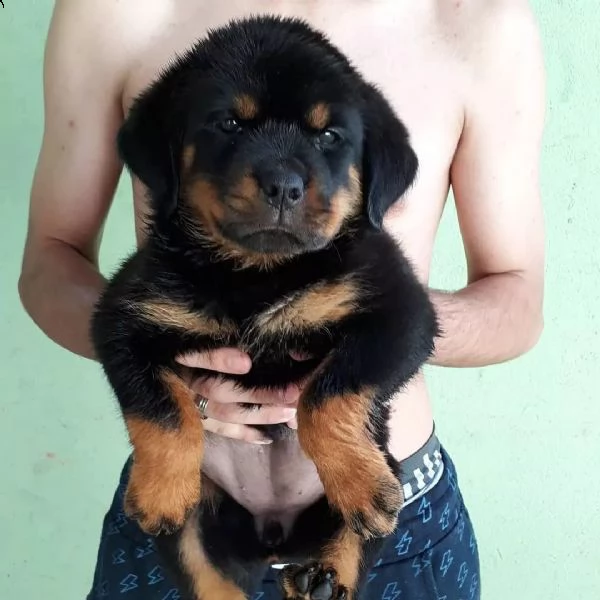 rottweiler cuccioli sani per case amorevoli