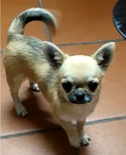 Chihuahua femmina pedigree 