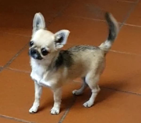 Chihuahua femmina pedigree  | Foto 1