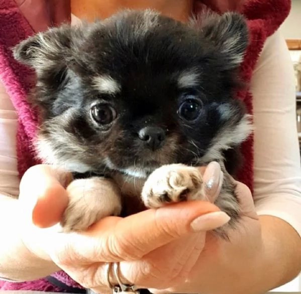 Chihuahua  femmina pedigree  | Foto 3