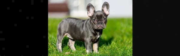 cuccioli bulldog bouledogue francese | Foto 3