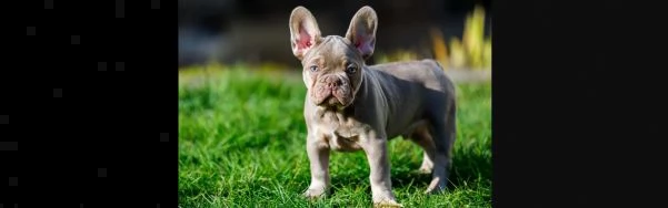 cuccioli bulldog bouledogue francese | Foto 2