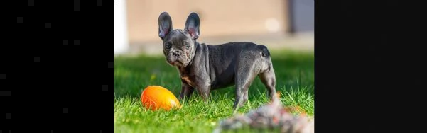 cuccioli bulldog bouledogue francese | Foto 1