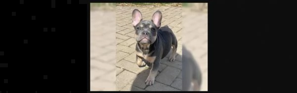 cuccioli bulldog bouledogue francese