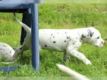 cuccioli dalmata con pedigree | Foto 3