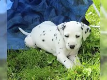 cuccioli dalmata con pedigree | Foto 2