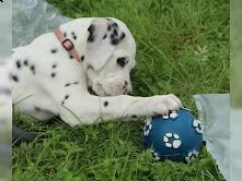 cuccioli dalmata con pedigree | Foto 1