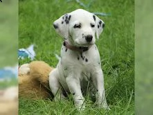 cuccioli dalmata con pedigree | Foto 0