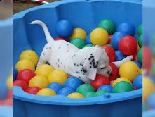 cuccioli dalmata con pedigree