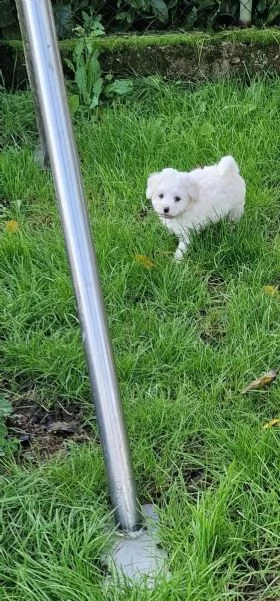 bichon frise cucciolo di razza pura