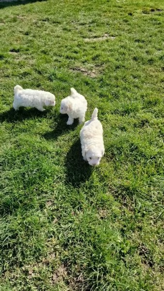 bichon frise cucciolo di razza pura | Foto 3