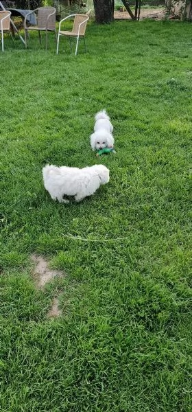 bichon frise cucciolo di razza pura | Foto 1