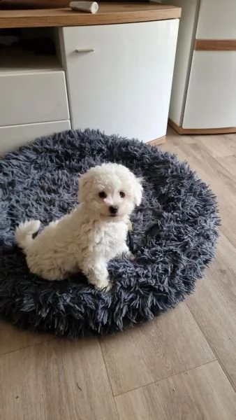 bichon frise cucciolo di razza pura | Foto 0