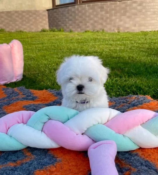 cuccioli maltesi con video pedigree