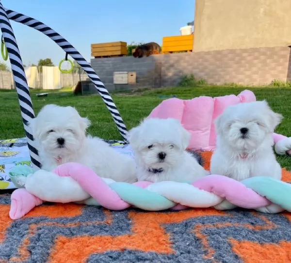 cuccioli maltesi con video pedigree | Foto 0