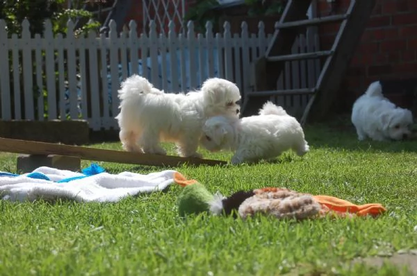 DISPONIBILI CUCCIOLI MALTESI TOY | Foto 3