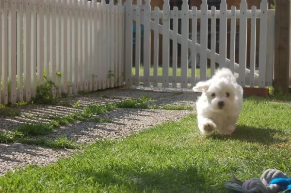 DISPONIBILI CUCCIOLI MALTESI TOY | Foto 2