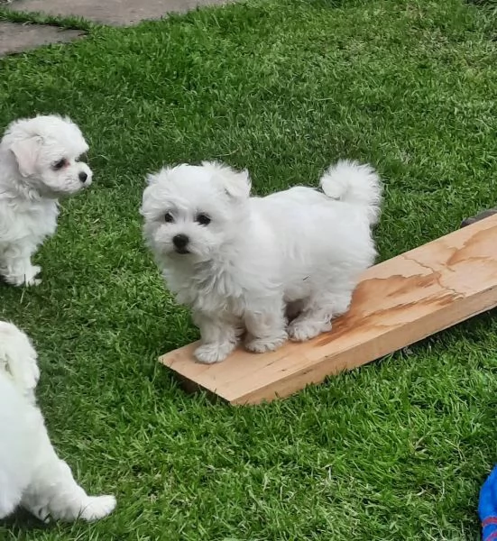 DISPONIBILI CUCCIOLI MALTESI TOY | Foto 0