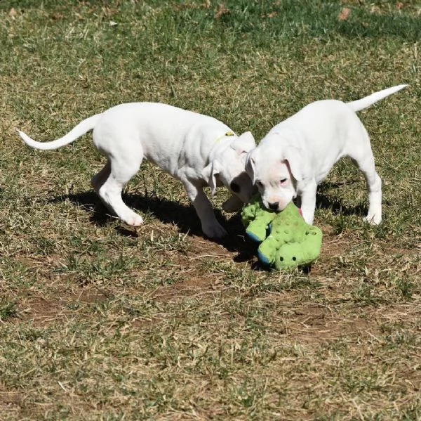 dogo argentino cuccioli sani per case amorevoli- | Foto 0