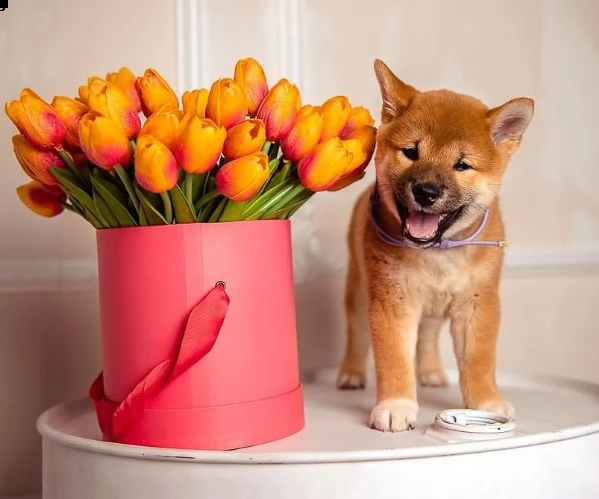 shiba inu cuccioli sani per case amorevoli