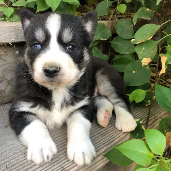 husky cuccioli sani per case amorevoli*- | Foto 1