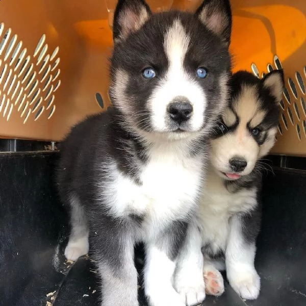 husky cuccioli sani per case amorevoli*-