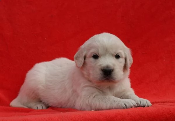 due cuccioli maschietti di golden retriever!