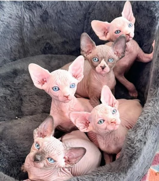 gattini sphynx | Foto 0