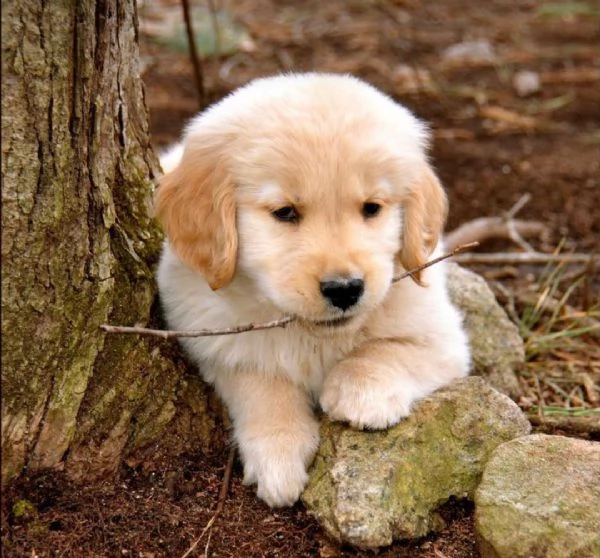  regalo cuccioli di golden retriver disponibili bellissimi cuccioli di golden taglia standard mantel