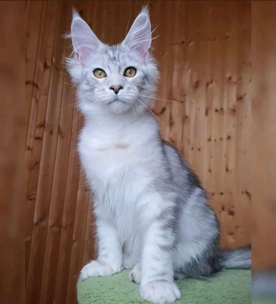 vendo adorabile gattino maine coon 