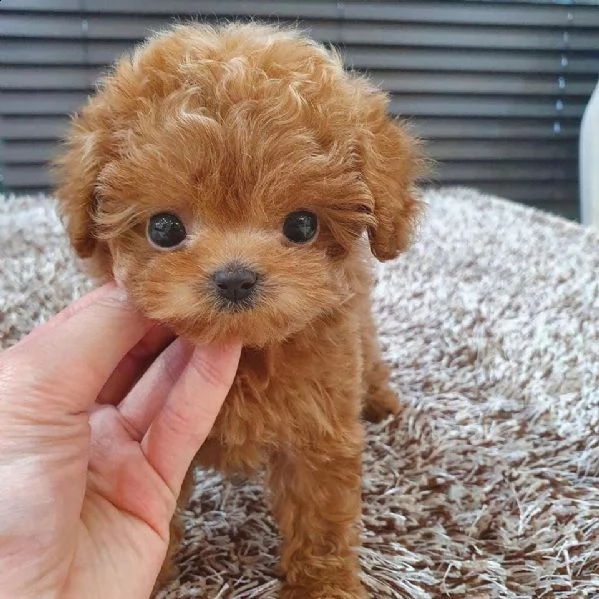 cuccioli barboncini toy piccoli 