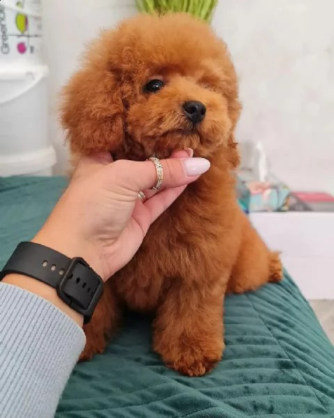 cuccioli di barboncino toy purissimi 3 mesi | Foto 0