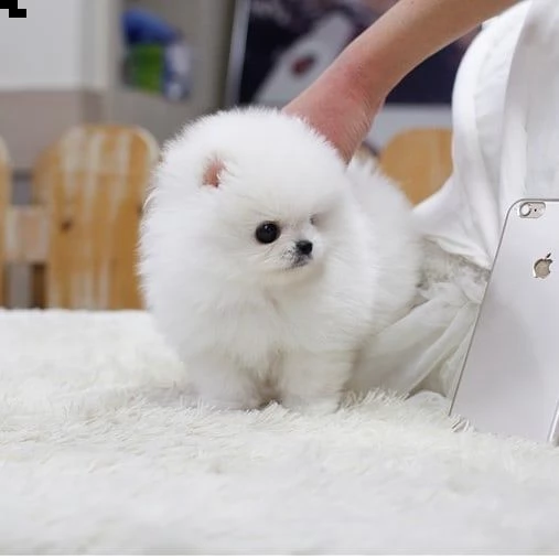 cuccioli di super pomerania (+393509706299)