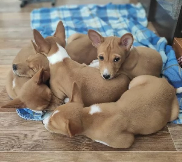 regalo basenji cuccioli meravigliosi ! 