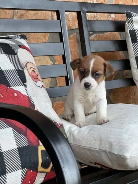 regalo cuccioli di razza pura jack russel .