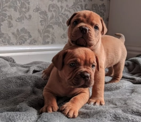 adorabili cuccioli maschi e femmine dogue de bordeaux