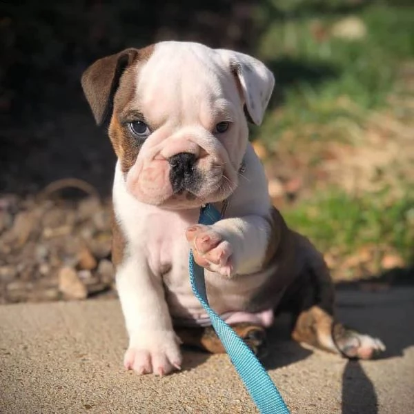 adorabili cuccioli maschi e femmine bulldog inglese | Foto 0