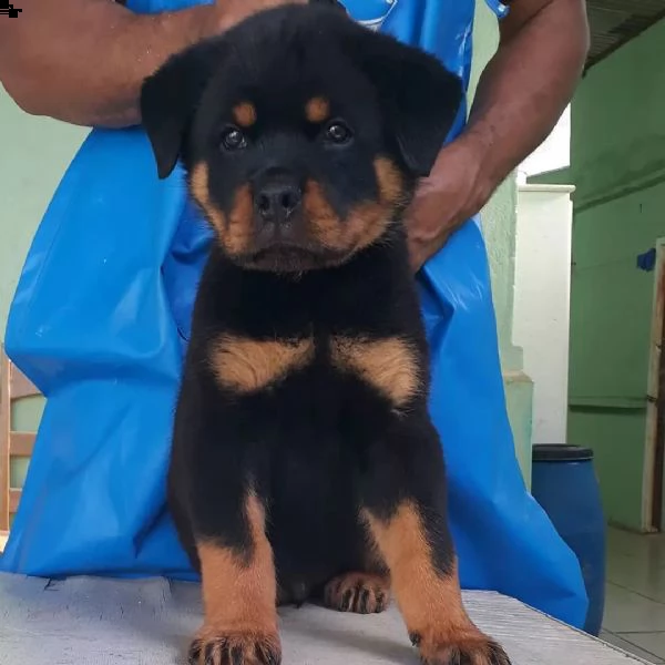 adorabili cuccioli maschi e femmine rottweiler | Foto 0