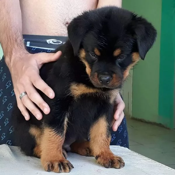 adorabili cuccioli maschi e femmine rottweiler