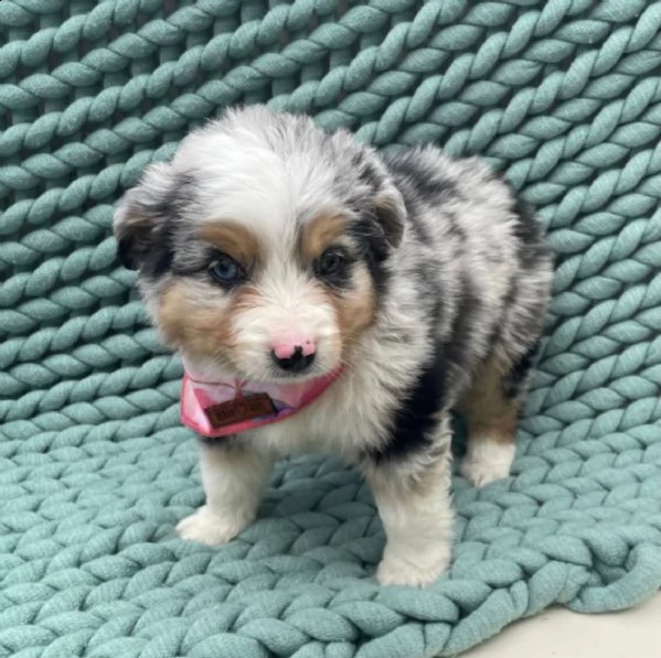 regalo adorabili cuccioli pastore australiano femminucce e maschietti gratuita