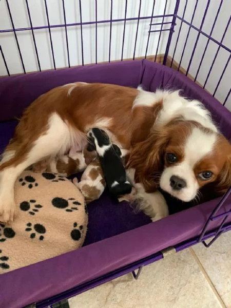 cuccioli di cavalier king  femminucce e maschietti disponibili per l'adozione gratuita