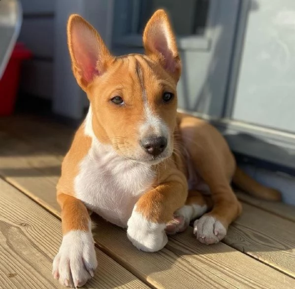 regalo basenji cuccioli meravigliosi ! 