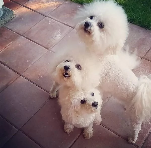 regalo bichon cuccioli meravigliosi ! 