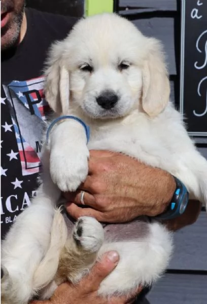 due cuccioli maschietti di golden retriever